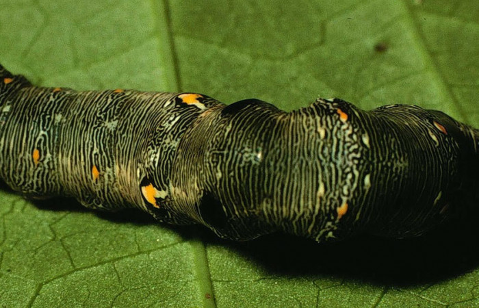 Fig.8. Larva de <i>Gonodonta nitidimacula</i>, en último estadio de 40 mm de longitud. Voucher : 98-SRNP-11576-DHJ47514.jpg.