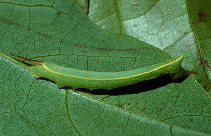 Fig. 04. Larva de <i>Adhemarius fulvescens</i> (Sphingidae), Segundo estadío, mudando a tercer estadío, vista lateral. Voucher: 02-SRNP-9999-DHJ67838.jpg.