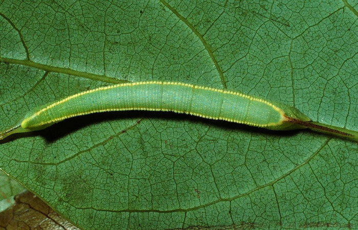 Fig. 05. Larva de <i>Adhemarius fulvescens</i> (Sphingidae), Segundo estadío, mudando a tercer estadío,  36mm de longitud, vista dorsal. Voucher: 02-SRNP-9999-DHJ67840.jpg.