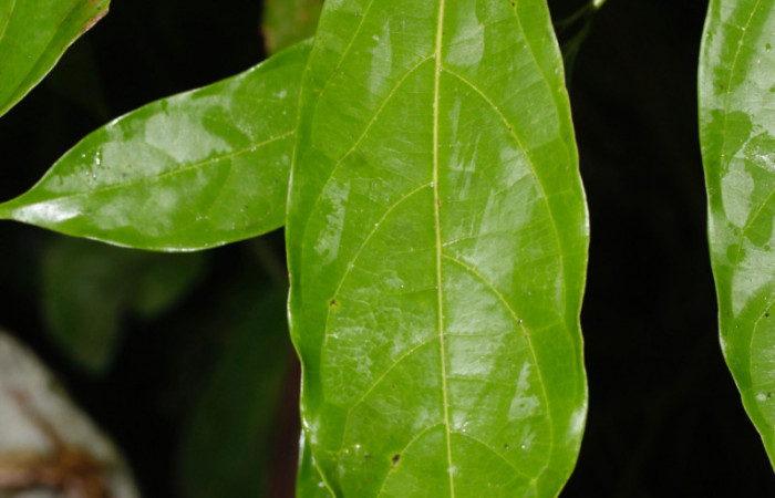 Fig. 10. Hoja de <i>Nectandra hihua</i> (Lauraceae), planta hospedera de <i>Orecta venedictoffae</i> (Sphingidae), hoja vista por el haz.