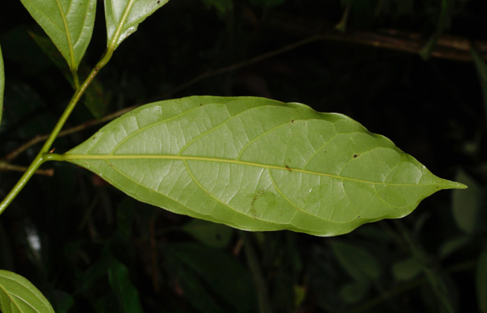 Fig. 11. Hoja de <i>Nectandra hihua</i> (Lauraceae), planta hospedera de <i>Orecta venedictoffae</i> (Sphingidae), hoja vista por el envés.