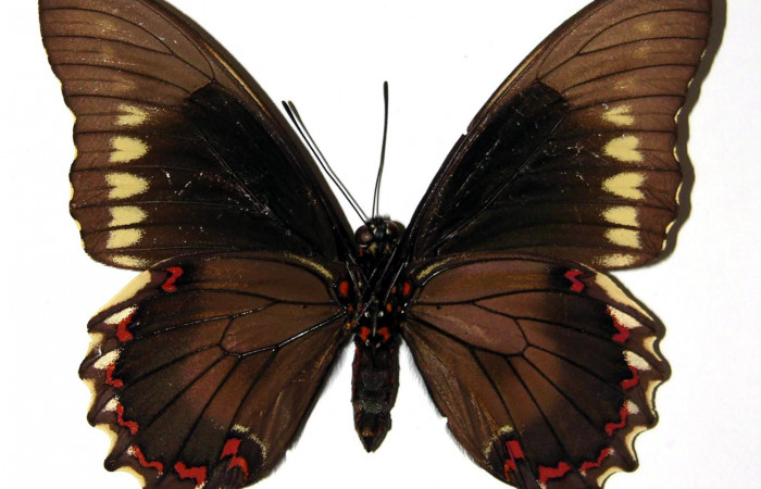 Figura 4. Vista ventral de la hembra. <i>Battus polydamas</i> (Papilionidae).  envergadura alar 80 mm. Voucher: 89-SRNP-527-DHJ97311.jpg.