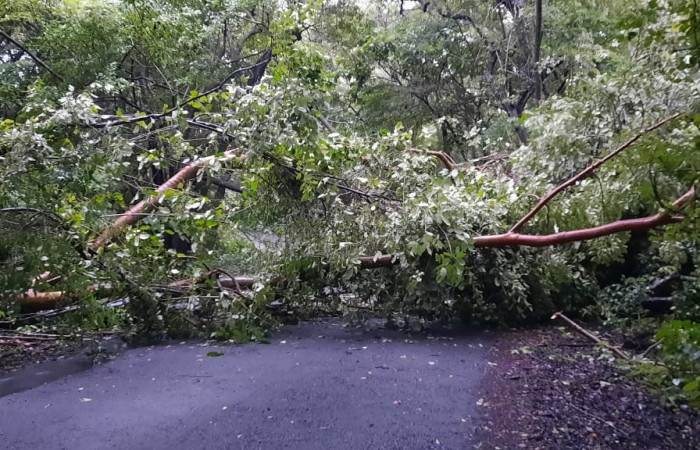  Fotografia: Felipe Pizarro   2 de julio 2022