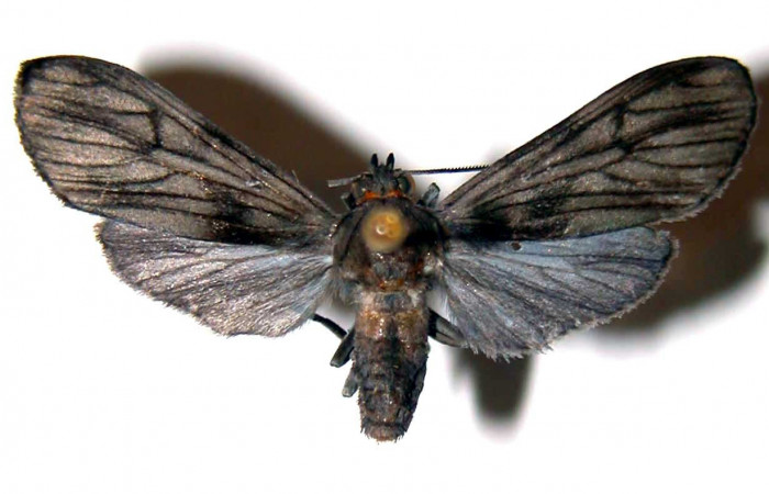 Figura 9. Adulto de <i>Hyaleucerea morosa</i> (Erebidae), vista dorsal, localidad Río Blanco Abajo, Sector San Cristóbal ACG (500m). Voucher: 00-SRNP-1165-DHJ38860.jpg.