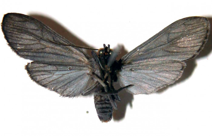 Figura 10. Adulto de <i>Hyaleucerea morosa</i> (Erebidae), vista ventral, localidad Río Blanco Abajo, Sector Pitilla San Cristóbal ACG (500m). Voucher: 00-SRNP-1165-DHJ38861.jpg.