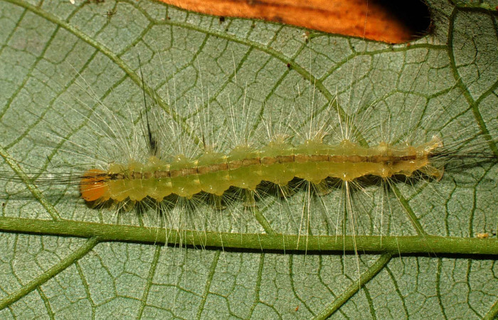 Figura 1. Larva <i>Hyaleucerea morosa</i> (Erebidae), vista dorsal, localidad Río Blanco Abajo, Sector San Cristóbal ACG (500m). Voucher: 00-SRNP-12174-DHJ55093.jpg.