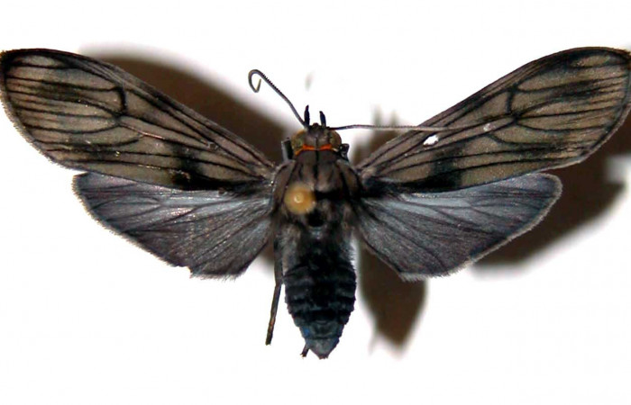 Figura 7. Adulto de <i>Hyaleucerea morosa</i> (Erebidae), vista dorsal, localidad Río Blanco Abajo, Sector San Cristóbal ACG (500m). Voucher: 00-SRNP-941-DHJ38854.jpg.