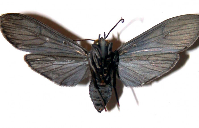 Figura 8. Adulto de <i>Hyaleucerea morosa</i> (Erebidae), vista ventral, localidad Río Blanco Abajo, Sector San Cristóbal ACG (500m). Voucher: 00-SRNP-941-DHJ38855.jpg.