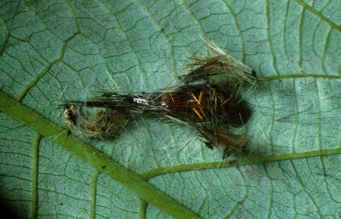 Figura 6. Pupa de <i>Hyaleucerea morosa</i> (Erebidae), vista dorsal, localidad Río Blanco Abajo, Sector San Cristóbal ACG (500m). Voucher: 02-SRNP-3779-DHJ67533.jpg.