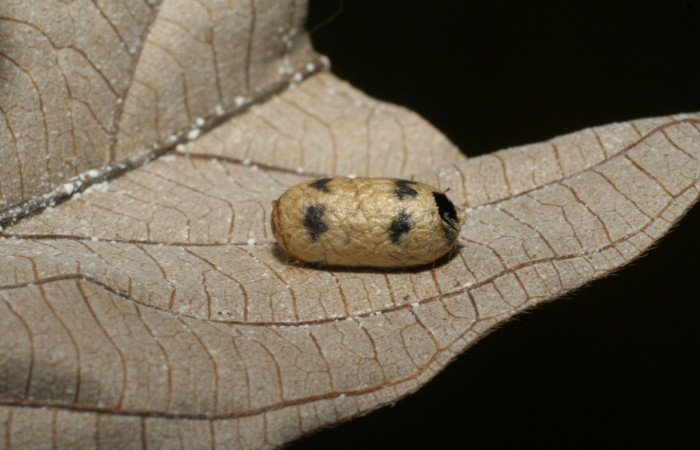 Figura 13. Restos de capullo de parásito <i>Casinaria</i> CAS-04/09DHJ01 (Ichneumonidae) que ataca <i>Hyaleucerea morosa</i> (Erebidae), localidad Garzasol, Sector Rincón Rain Forest ACG (400m). Voucher: 04-SRNP-42070-DHJ420393.jpg.