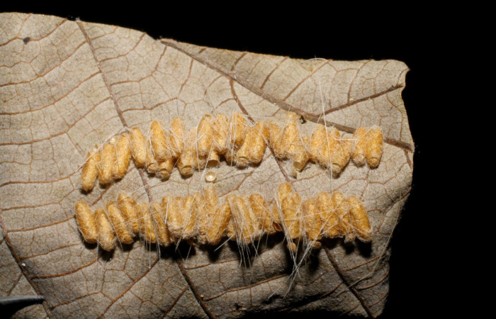 Figura 12. Capullo de parásito <i>Glyptapanteles ianyarrowi</i> (Braconidae) que ataca  <i>Hyaleucerea morosa</i> (Erebidae), vista dorsal, localidad Quebrada Escondida Sector Rincón Rain Forest ACG (420m). Voucher: 06-SRNP-42448-DHJ436634.jpg.