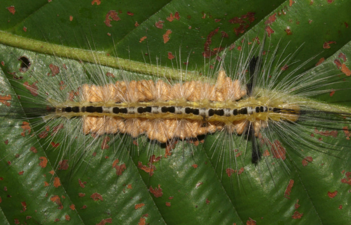 Figura 11. Larva <i>Hyaleucerea morosa</i> (Erebidae), con capullos de parásito <i>Glyptapanteles ianyarrowi</i> (Braconidae), localidad Sendero Memos, Sector Pitilla ACG (740m). Voucher: 18-SRNP-30917-DHJ744337.jpg.