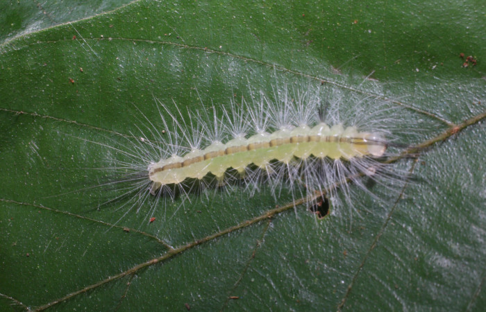 Figura 3. Larva <i>Hyaleucerea morosa</i> (Erebidae), penúltimo estadío (PU) vista dorsal, localidad Flecha, Sector Rincón Rain Forest ACG (491m). Voucher: 18-SRNP-80339-DHJ714856.jpg.