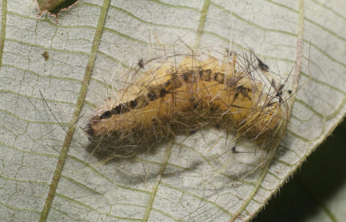 Figura 5. Prepupa de <i>Hyaleucerea morosa</i> (Erebidae), vista dorsal, localidad Flecha, Sector Rincón Rain Forest ACG (491m). Voucher: 18-SRNP-80339-DHJ714908.jpg.