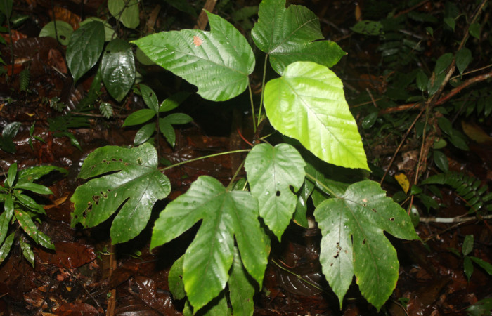 Figura 16. Planta hospedera de <i>Hyaleucerea morosa</i> (Erebidae), esta planta se llama <i>Pourouma bicolor</i> (Urticaceae), localidad Sendero Manguera Estación Biológica Quica, Sector Pitilla ACG (470m), foto: Ricardo Calero 27 Junio 2022. 