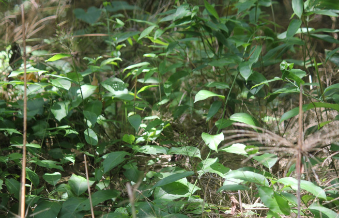Fig 11 Planta larva <i>Tournefortia volubilis</i> (Heliotropiaceae) hospedera de larva [I]Phaloesia saucia</i> (Erebidae). Los Almendros, Sector El Hacha, 290m. Foto Roster Moraga.