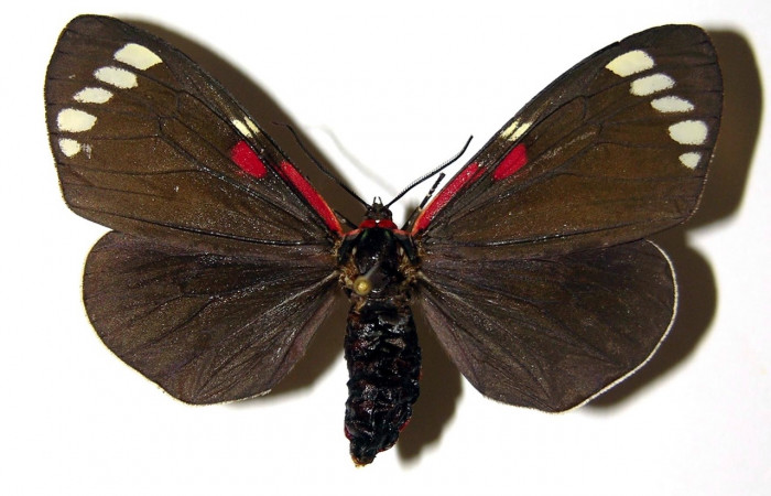 Fig. 3 Adulto [I]Phaloesia saucia</i> (Erebidae), vista dorsal mide 52mm. Area administrativa, Sector Santa Rosa, 295m. 86-SRNP-60-DHJ94336.