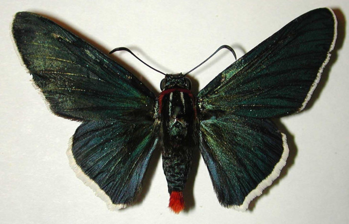 Fig. 23. Vista dorsal de adulto <i>Elbella scylla</i>. Voucher: 01-SRNP-12025- DHJ32426.jpg.