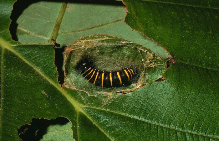 Fig. 9. Vista dorsal de <i>Elbella</i> patrobasDHJ05. Voucher: 01-SRNP-5129- DHJ59098.jpg.