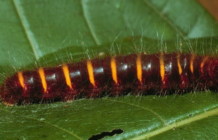 Fig.1 Vista lateral de <i>Elbella merops</i> (Hesperiidae). Voucher: 02-SRNP-7212-DHJ67626.jpg.