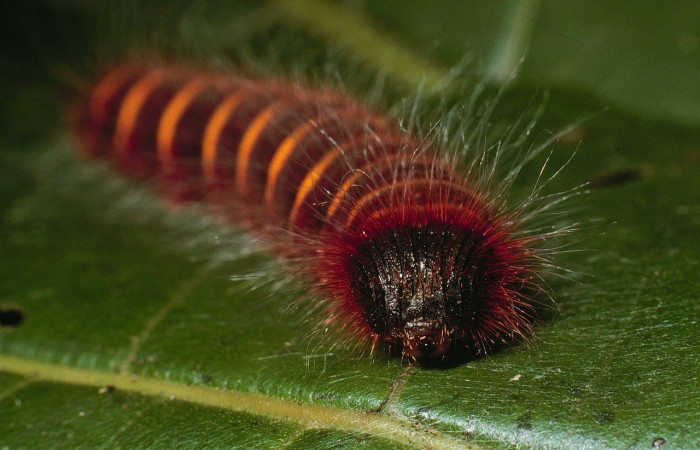 Fig. 2. Vista de la cabeza de <i>Elbella merops</i> (Hesperiidae). Voucher: 02- SRNP-7212-DHJ68670.jpg