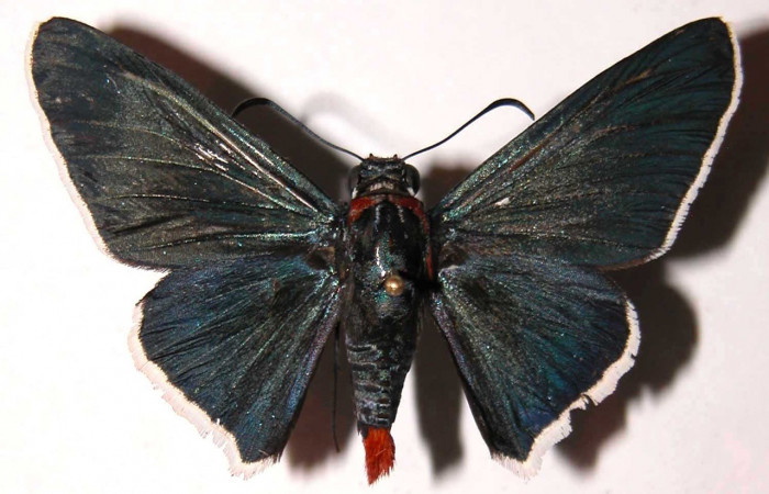 Fig. 24. Vista dorsal de adulto hembra de <i>Elbella scylla</i>. Voucher: 03-SRNP-232-DHJ36584.jpg.