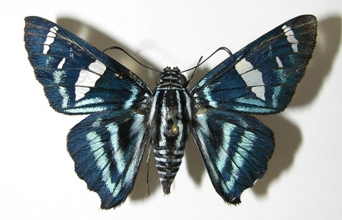 Fig. 15. Vista dorsal de adulto hembra de <i>Elbella merops</i>. Voucher: 05- SRNP-32782-DHJ339626.jpg.