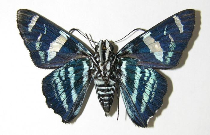 Fig. 16. Vista ventral de adulto hembra de <i>Elbella merops</i>. Voucher: 05- SRNP-32782-DHJ339627.jpg.