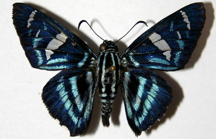 Fig. 17. Vista dorsal de adulto macho de <i>Elbella merops</i>. Voucher: 05-SRNP-41519-DHJ324034.jpg.