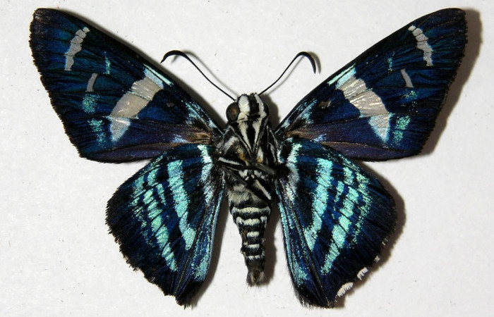 Fig. 18. Vista ventral de adulto macho de <i>Elbella merops</i>. Voucher: 05-SRNP-41519-DHJ324035.jpg.