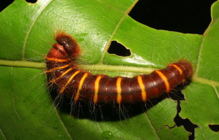 Fig. 3. Vista dorsal de <i>Elbella merops</i> (Hesperiidae). Aquí se nota el segmento que asemeja el cuello. En la planta hospedera <i>Miconia trinervia</i>. Voucher: 05-SRNP-41519-DHJ407149.jpeg
