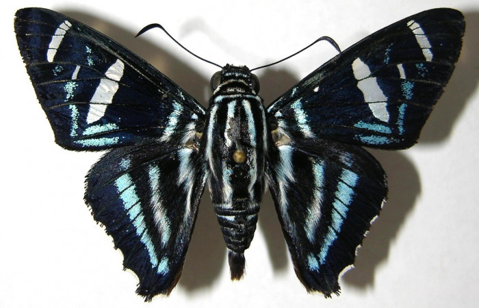 Fig. 19. Vista dorsal de <i>Elbella miodesmiata</i>. Voucher: 06-SRNP-32314- DHJ351554.jpeg