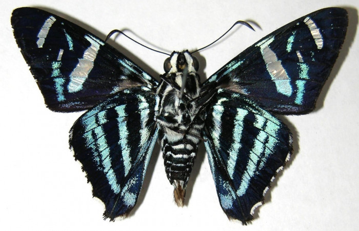 Fig. 20. Vista ventral de <i>Elbella miodesmiata</i>. Voucher: 06-SRNP-32314- DHJ351555.jpg.