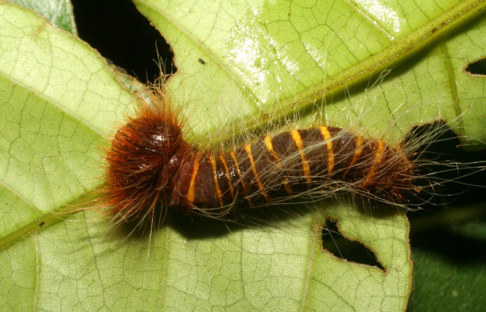Fig. 4. Vista dorsal de <i>Elbella merops</i> (Hesperiidae), se notan los pelos que posee la larva.En la planta hospedera <i>Miconia trinervia</i>. Voucher: 06-SRNP-42006- DHJ414519.jpg.