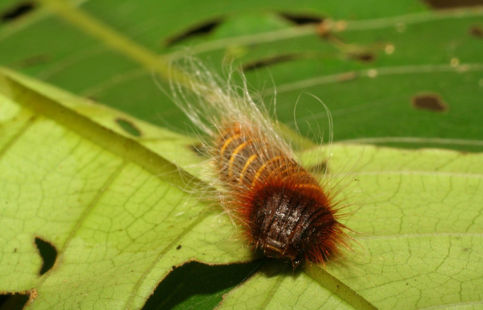 Fig. 5. Vista de la cabeza de <i>Elbella merops</i> (Hesperiidae). Voucher: 06-SRNP-42006- DHJ414521.jpg.