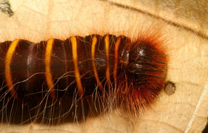 Fig. 6. Vista de dorsal tórax de <i>Elbella merops</i> (Hesperiidae). Voucher 06-SRNP-42688-DHJ416969.jpg.