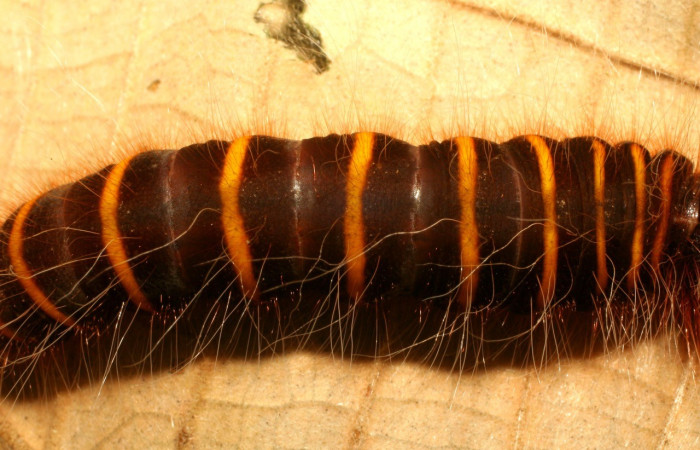 Fig. 7. Vista del dorso central de <i>Elbella merops</i> (Hesperiidae). Voucher: 06- SRNP-42688-DHJ416970.jpg.