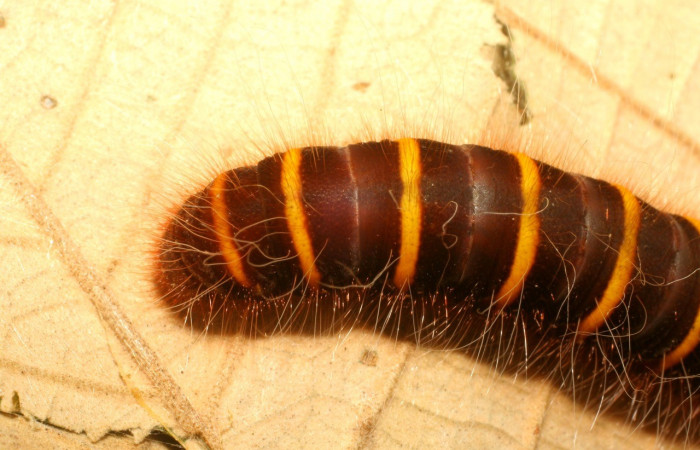 Fig. 8. Vista del dorso de la parte trasera de <i>Elbella merops</i> (Hesperiidae). Voucher 06-SRNP-42688-DHJ416971.jpg.