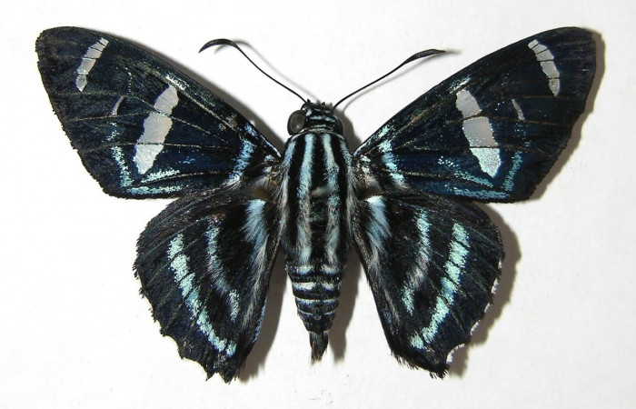 Fig. 21. Vista dorsal de adulto de <i>Elbella</i> patrobasDHJ01, esta aún sin dar nombre definitivo por ello el DHJ01. Voucher: 08-SRNP-2588-DHJ389686.jpeg