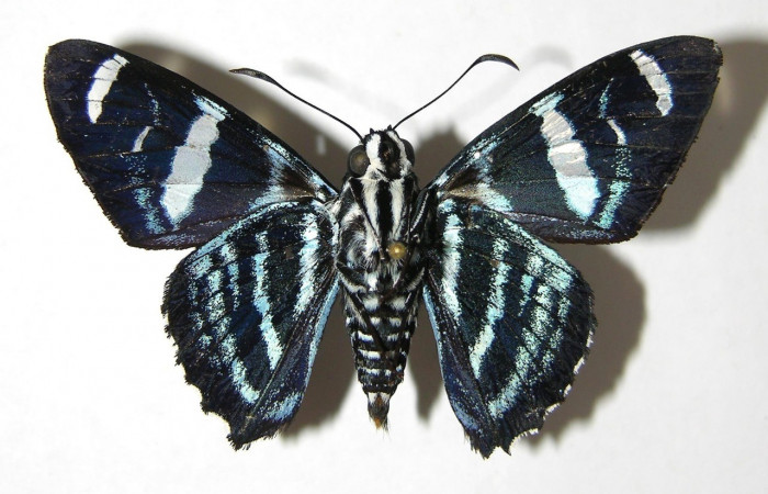 Fig. 22. Vista ventral de adulto de <i>Elbella</i> patrobasDHJ01, esta aún sin dar nombre definitivo por ello el DHJ01. Voucher: 08-SRNP-2588- DHJ389687.jpg.