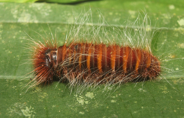 Fig. 11. Vista dorsal de <i>Elbella merops</i>. Voucher: 18-SRNP-70025-DHJ741611.jpg.