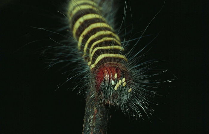 Fig. 14. Vista de la cabeza con huevos de parásitos de la familia Tachinidae, <i>Elbella scylla</i>. Voucher: 83-SRNP-1462-DHJ6824.jpg.