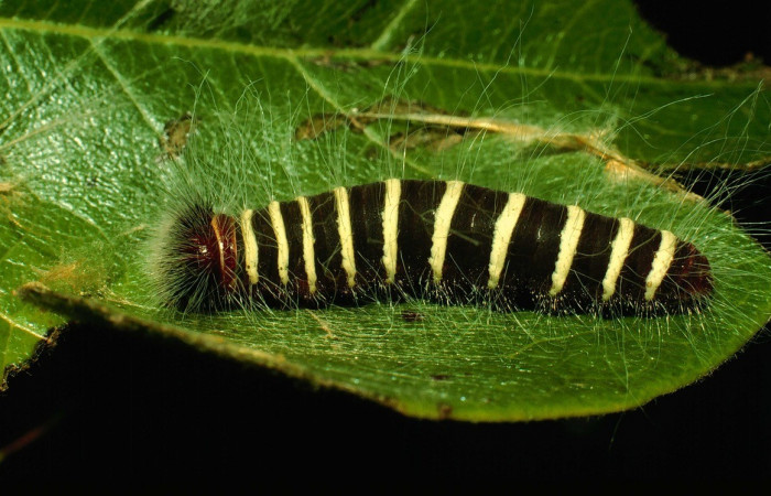 Fig. 10. Vista dorsal de <i>Elbella scylla</i>. Voucher: 93-SRNP-4661-DHJ26554.jpg.