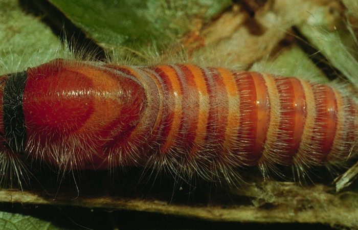Fig. 12. Vista dorsal de pupa de <i>Elbella merops</i>. Voucher: 94-SRNP-192- DHJ26566.jpg.