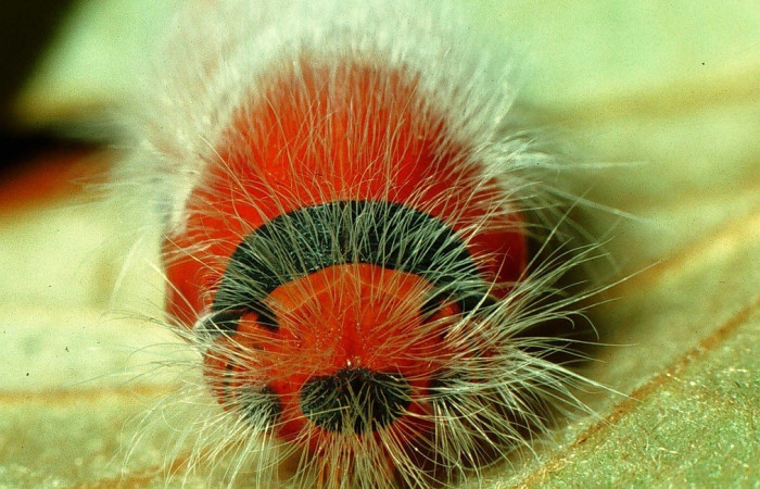 Fig. 13. Vista frontal de pupa de <i>Elbella merops</i>. Voucher: 96-SRNP-1067- DHJ27496.jpg.