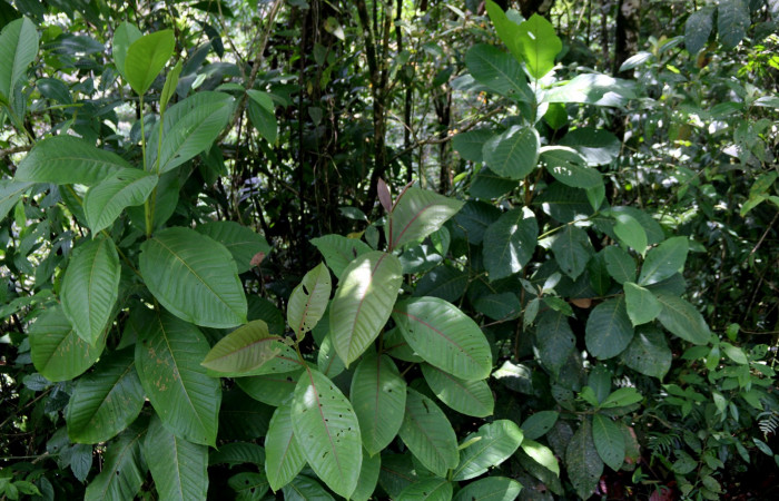 Fig. 25 Planta hospedera de <i>Elbella merops</i>,  <i>Miconia trinervia</i> de la familia (Melastomataceae).