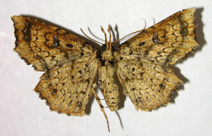 Figura 16. Adulto de <i>Periphrage</i> Poole01 (Erebidae), hembra vista ventral, localidad Sendero Trichoptera, Sector Pitilla ACG (655m). Voucher: 07-SRNP-32496-DHJ377697.jpg.