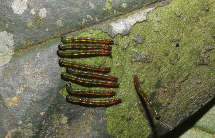 Figura 2. Grupo de larvas <i>Periphrage</i> Poole01 (Erebidae), tercer estadío (PPU) vista dorsal, localidad Quebradona Estación Biológica Quica, Sector Pitilla ACG (475m). Voucher: 14-SRNP-70985-DHJ723050.jpg.