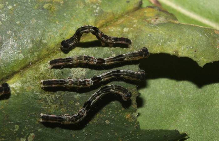 Figura 4. Grupo de larvas <i>Periphrage</i> Poole01 (Erebidae), penúltimo estadío (PU) vista dorsal, localidad Quebradona Estación Biológica Quica, Sector Pitilla ACG (475m). Voucher: 14-SRNP-70985-DHJ723107.jpg.