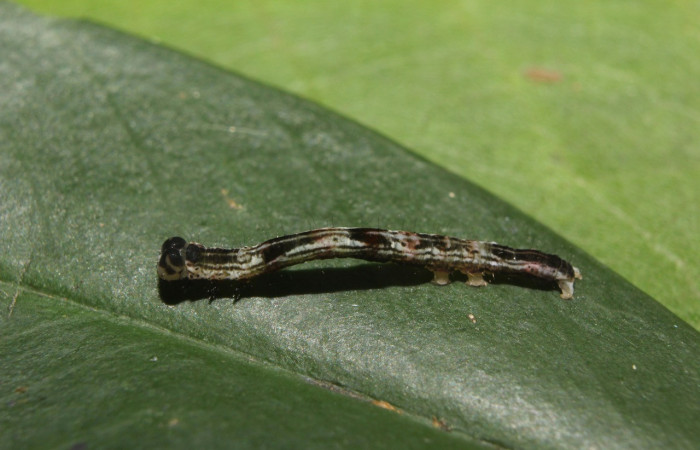 Figura 5. Larva <i>Periphrage</i> Poole01 (Erebidae), penúltimo estadío (PU) vista lateral, localidad Quebradona Estación Biológica Quica, Sector Pitilla ACG (475m). Voucher: 14-SRNP-70985-DHJ723109.jpg.